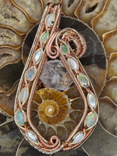 Load image into Gallery viewer, Ammonite
